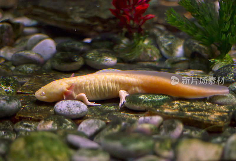 墨西哥蝾螈(Ambystoma Mexican)